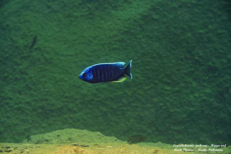 Copadichromis jacksoni 'Higga Reef'